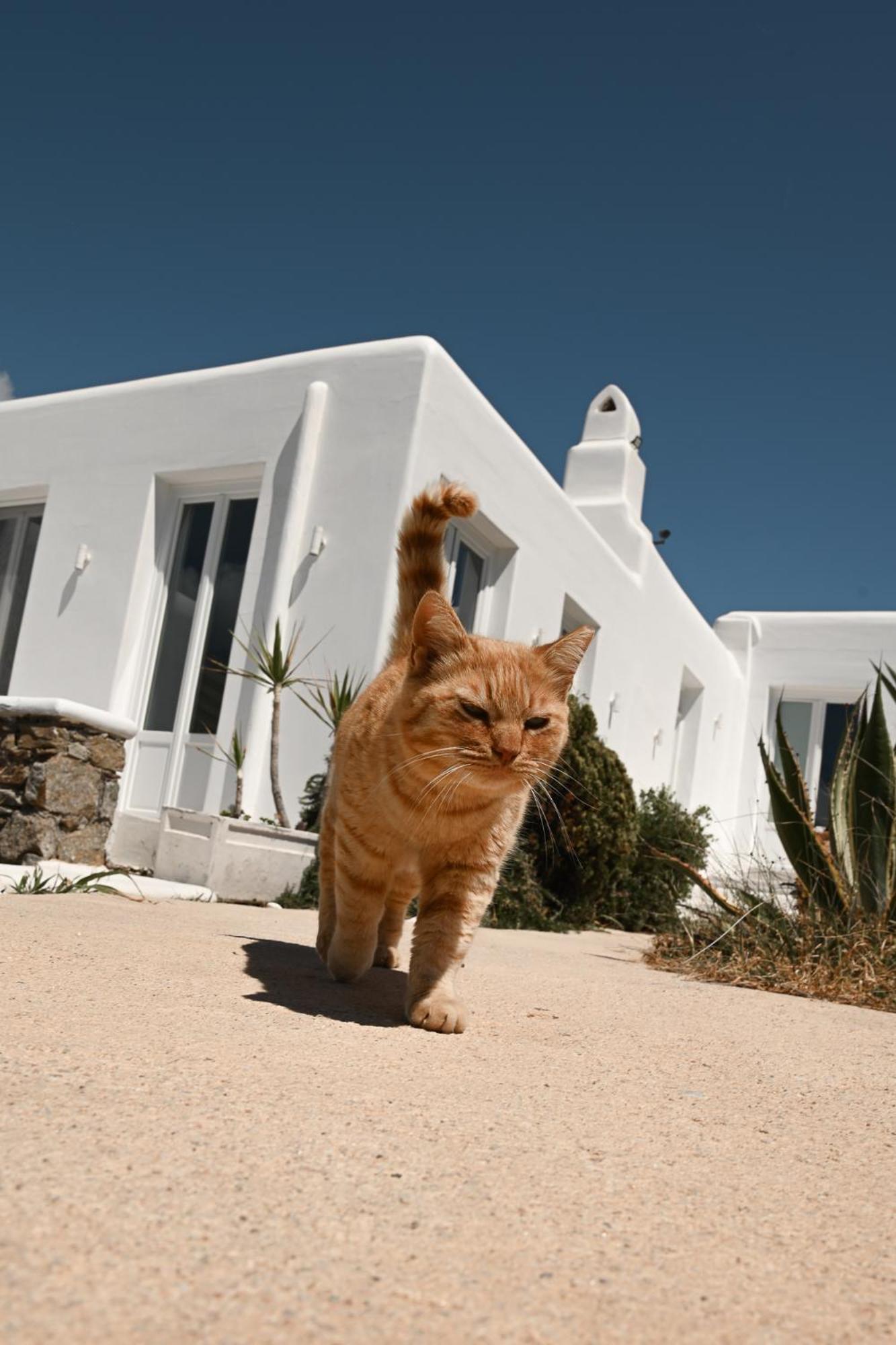 Mykonos Pantheon Aparthotel Kalo Livadi Exterior foto
